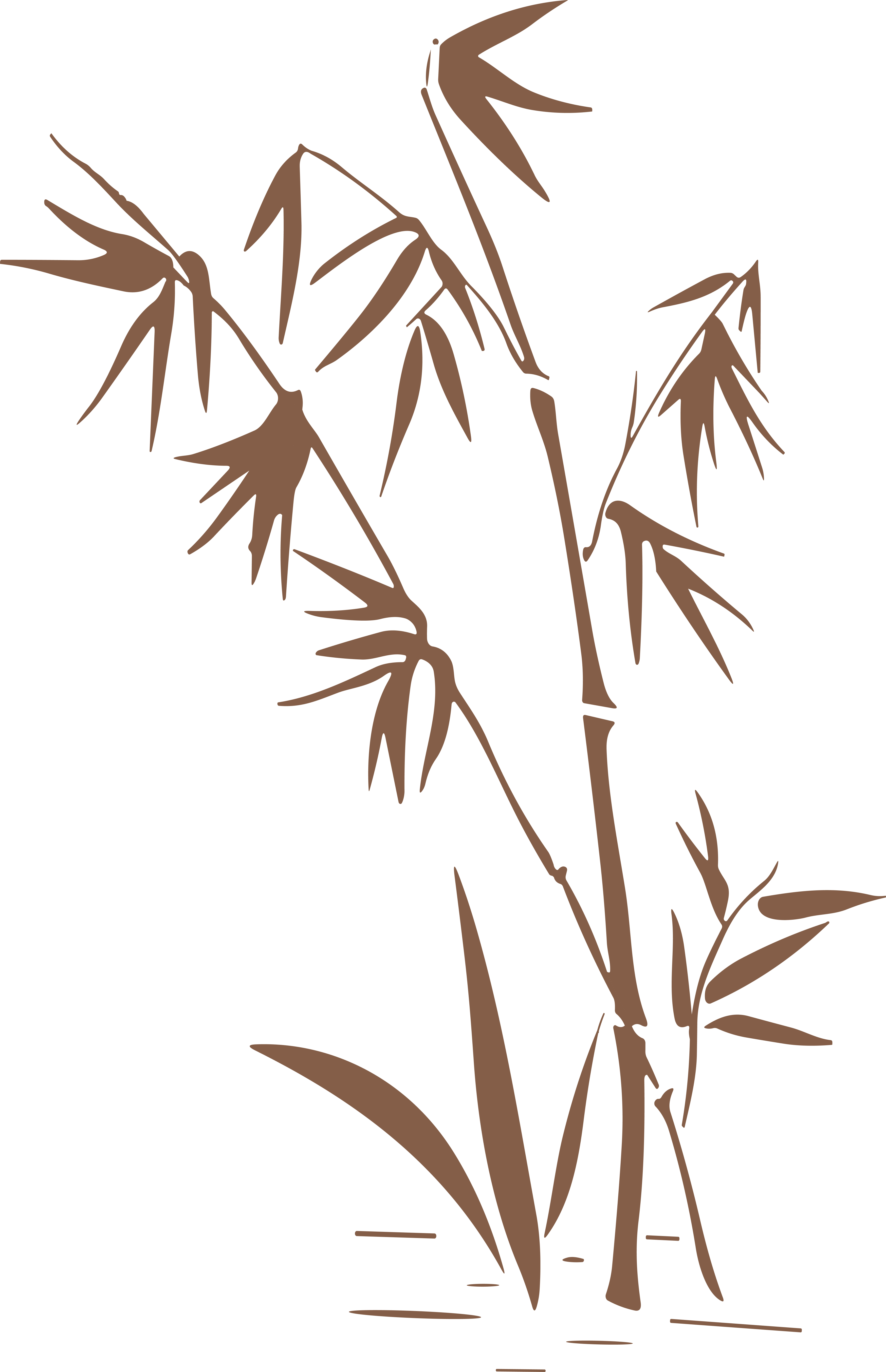 image of a bamboo